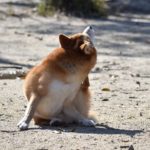 犬のアトピー性皮膚炎と皮膚pHの重要性とは？知っておきたい薬だけに頼らない方法や注意点