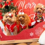 【2025年12月】関東エリアで楽しめるペットイベント10選！年末は愛犬とお出かけしよう！