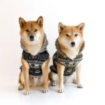 犬の冬服は何を基準に選ぶ？押さえたいポイントや注意点、防寒にオススメな犬服もご紹介！