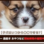 【子犬はいつから〇〇できる？】散歩デビュー、歯磨き、おやつなど開始時期の疑問や不安を解説