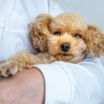 実は犬には迷惑かも？飼い主がついやりがちな犬への【お節介行動】4選！