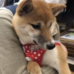 「売れ残る犬は問題がある」は誤解？実は飼いやすい生後半年以上の犬を迎えるメリットと注意点