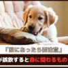 「家にあったら要注意」犬が誤飲すると命に関わるもの7選