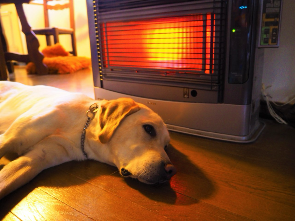冬は犬の低温ヤケドに要注意！低温ヤケドの定義や熱傷度合い、応急処置や予防策をご紹介！