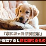 「家にあったら要注意」犬が誤飲すると命に関わるもの7選