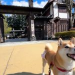 6年振りに帰ってきた！日光江戸村で楽しむペットイベント【犬も歩けば八百八町】体験レポ！