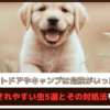 「アウトドアやキャンプは危険がいっぱい?!」犬が刺されやすい虫5選とその対処法をご紹介