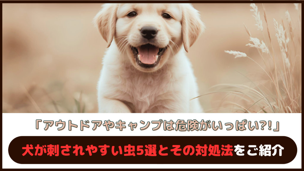 「アウトドアやキャンプは危険がいっぱい?!」犬が刺されやすい虫5選とその対処法をご紹介