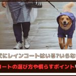 「犬にレインコートはいる？いらない？」レインコートの選び方や慣らすポイントをご紹介