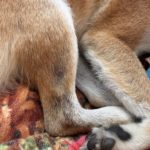 ストレスとは限らない？犬に円形脱毛症が出来た時に考えられる原因や症状、対処法について