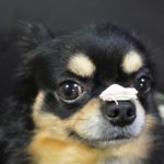 犬の鶏肉アレルギーは七面鳥や鴨肉もダメ？主な違いや交差反応、注意点を解説！