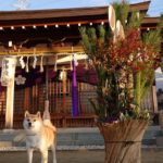 犬との初詣は非常識？愛犬と初詣に行く時に覚えておきたい準備やマナー、注意点について
