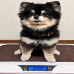 犬の糖尿病はⅠ型とⅡ型どっちが多い？糖尿病の基本から主な症状、治療法や予防策を解説！