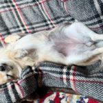 直腸温が高い犬は寒さに強い？大きさ・犬種の差の有無や腸活の重要性などを解説！