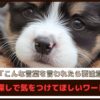 「こんな言葉を言われたら要注意」子犬探しで気をつけてほしいワード5選