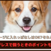 「犬をケージに入れっぱなしはOK？それともNG？」ケージレスで飼うときのポイントもご紹介