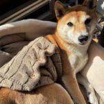 犬に腹巻って必要？主な必要性やライフステージ別の関係性について解説！