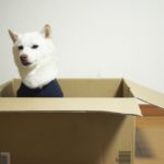 引っ越し直後に犬が見せる不調サイン、気を付けたいポイントや意外な落とし穴をご紹介！