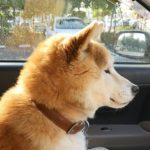 春の黄砂は犬にも影響大！黄砂が及ぼす愛犬への影響や注意点、対処法を解説！