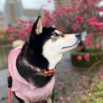 【2026年版】愛犬と一緒に花桃散策が楽しめるオススメ花桃まつり3選！＜関東編＞