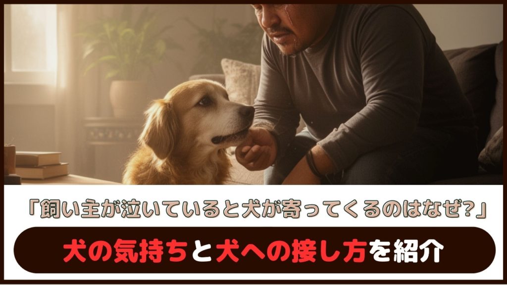 「飼い主が泣いていると犬が寄ってくるのはなぜ？」犬の気持ちと犬への接し方を紹介