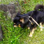 犬では自己表現、人では衛生マナーのマーキング、排泄との違いや止めさせたい時の方法とは？