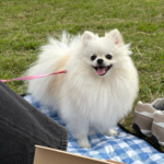 犬と一緒のピクニックに注意は必要？持っていくものから安全に楽しむポイント、注意点をご紹介！