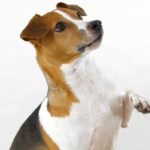 犬にも痛風はある？その基本から犬の発症有無、痛風に似た偽痛風についても解説！