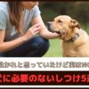 「良かれと思っていたけど実はNG」犬に必要のないしつけ5選