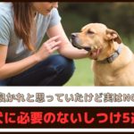「良かれと思っていたけど実はNG」犬に必要のないしつけ5選