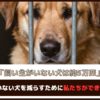 「飼い主がいない犬は約5万匹」飼い主がいない犬を減らすために私たちができること5選