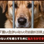 「飼い主がいない犬は約5万匹」飼い主がいない犬を減らすために私たちができること5選