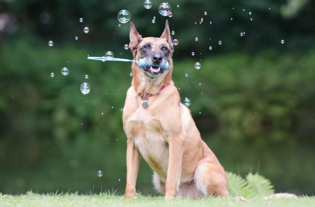 犬にしゃぼん玉は見えてる？しゃぼん玉への危険性から対策、愛犬が安全に遊ぶ方法を解説