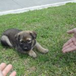 【人の手を怖がる犬との関わり方】犬のハンドシャイについて知ろう！