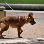 犬の散歩コースは変えた方が良いの？変えることで得られるメリットと注意点