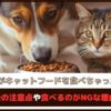 「犬がキャットフードを食べちゃった！」食べた後の注意点や食べるのがNGな理由を解説