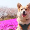 桜の次は芝桜！愛犬と一緒に芝桜を堪能できる芝桜まつり4選！＜関東・甲信越編＞