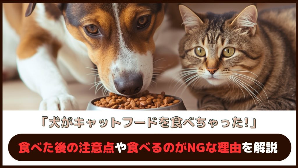 「犬がキャットフードを食べちゃった！」食べた後の注意点や食べるのがNGな理由を解説