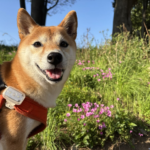 “サクラ”と名の付くサクラソウは犬に有毒？！桜との違いや有毒成分、関連植物や予防法を解説！