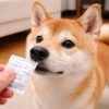 犬が乾燥材を食べちゃった！危険性は？吐かせたらNG？中身の種類や正しい対処法について