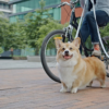 道交法改正で犬の自転車散歩は青切符必至⁉カゴの直乗せは？最新情報～オススメ自転車まで解説！