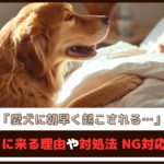 「愛犬に朝早く起こされる…」起こしに来る理由や対処法、NG対応を紹介