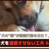 「犬の”暇”が問題行動を生む？」愛犬を退屈させない工夫6選