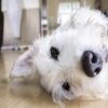 犬に最適な床材で暮らしをもっと豊かに！床材選びのコツから注意点を解説！