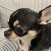 人の【ものもらい】は犬にもできる？人⇔犬への感染は？種類や違い、治療法や注意点をご紹介！