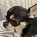 人の【ものもらい】は犬にもできる？人⇔犬への感染は？種類や違い、治療法や注意点をご紹介！