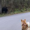 愛犬の散歩中、クマと遭遇したら？クマの生態から愛犬を守るための対策と飼い主さんが出来ること