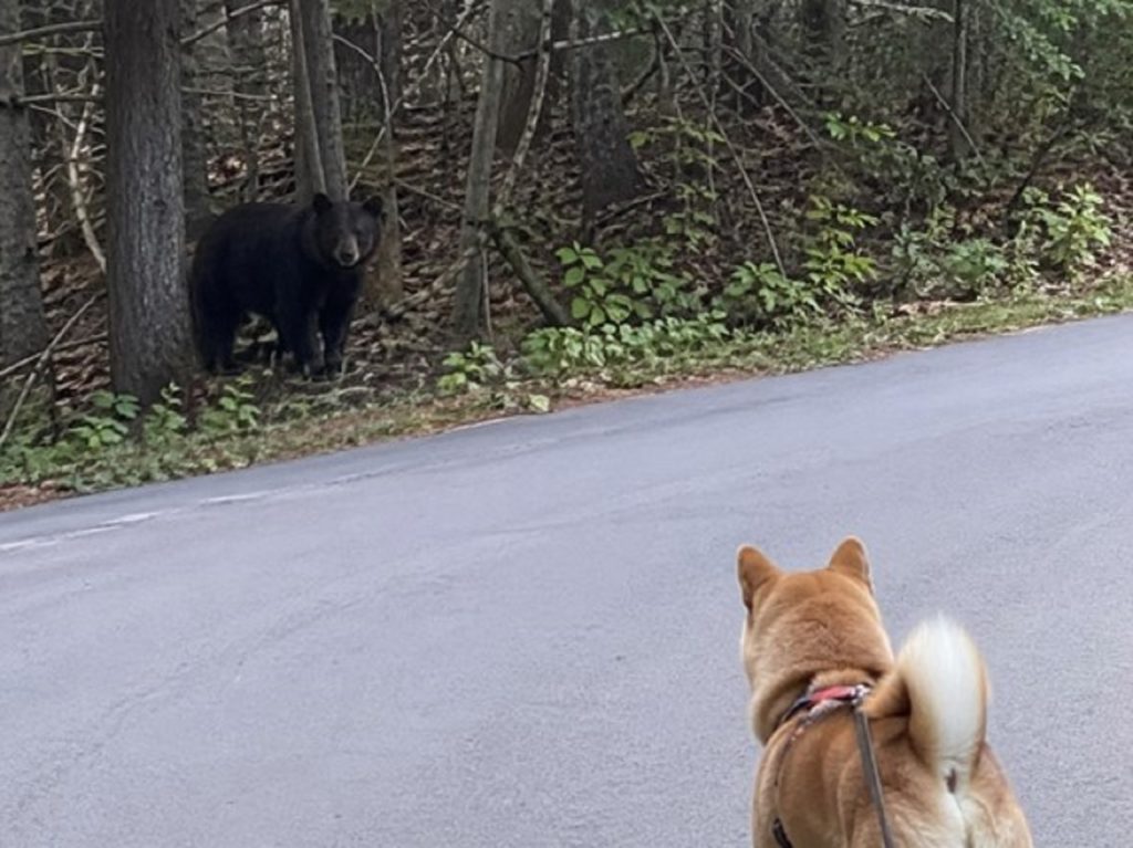 愛犬の散歩中、クマと遭遇したら？クマの生態から愛犬を守るための対策と飼い主さんが出来ること