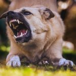なぜ？犬だけ義務の狂犬病予防のおさらいから清浄国の現状、2027年施行予定の法改正とは？