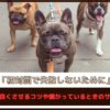 「初対面で失敗しないために」犬同士を仲良くさせるコツや嫌がっているときのサインを紹介